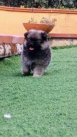 Spitz tedeschi