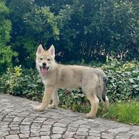 Cane lupo cecoslovacco