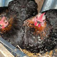 Cocincine nane nere pichiettate