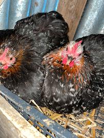 Cocincine nane nere pichiettate