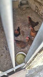 Polli da vendere da allevamento terra