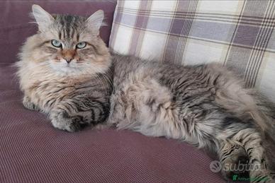 Gatti di siberiano puro da mare e padre