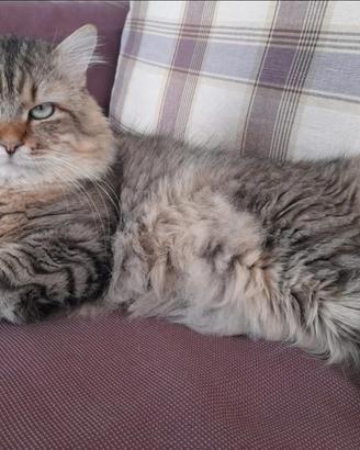 Gatti di siberiano puro da mare e padre