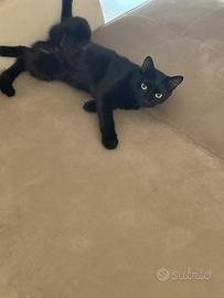 Tre gatti adulti