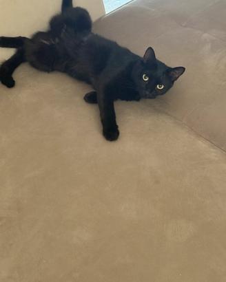 Tre gatti adulti