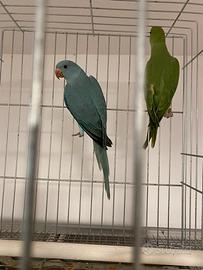 Animali