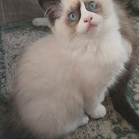 Cucciola Ragdoll