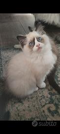 Cucciola Ragdoll