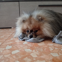 Spitz di pomerania per monta