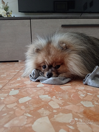 Spitz di pomerania per monta