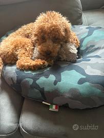 Barboncina per accoppiamento