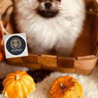 Spitz volpino M e F anche a rate