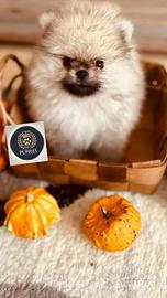 Spitz volpino M e F anche a rate