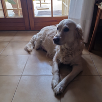 Cuccioli di golden retriever