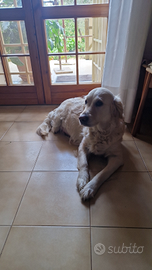 Cuccioli di golden retriever