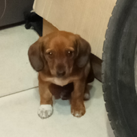 Cani da caccia bassottina incrocio dachsbrak