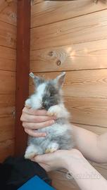 Cuccioli di coniglio nano