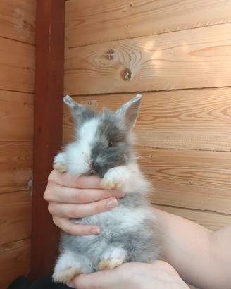 Cuccioli di coniglio nano