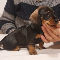 Bassotto nano pelo duro