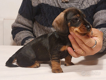 Bassotto nano pelo duro