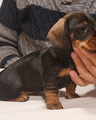 Bassotto nano pelo duro