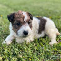 Fox terrier