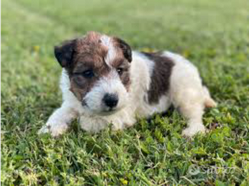 Fox terrier