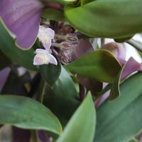 piante viola 4 piantine 10 euro e medie 3  15 euro