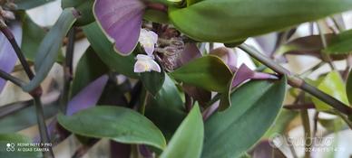 piante viola 4 piantine 10 euro e medie 3  15 euro