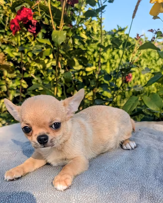 SPLENDIDA CUCCIOLA CHIHUAHUA, ALLEVAMENTO ENCI 