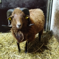 Maschio pecora d'Ouessant