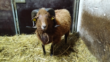 Maschio pecora d'Ouessant