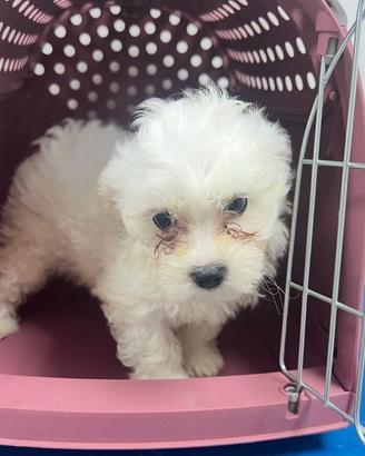 Maltese femmina 3 anni