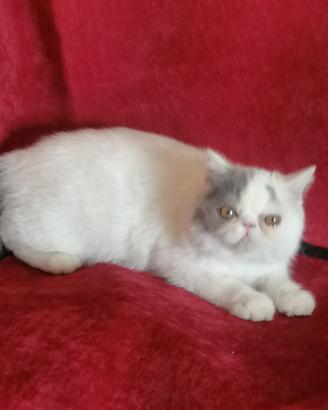 Cucciolo 4 mesi razza exotic shorthair