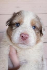 Cucciolo pastore australiano