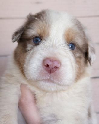 Cucciolo pastore australiano