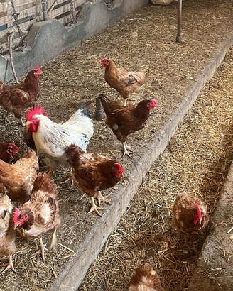 Galline ovaiole