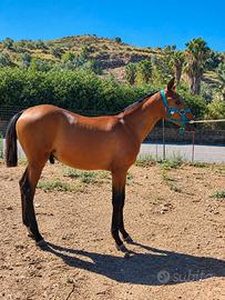 Cavallo andaluso