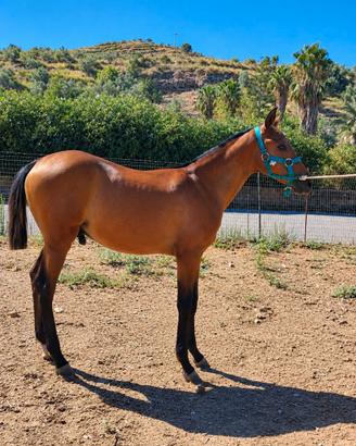 Cavallo andaluso