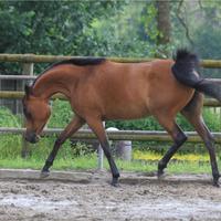 Puledra purosangue araba