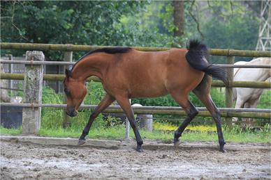 Puledra purosangue araba