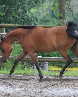 Puledra purosangue araba