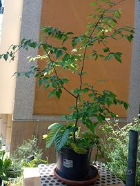 Pianta arborea Olmo, altezza pianta cm 80