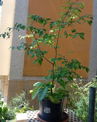 Pianta arborea Olmo, altezza pianta cm 80