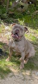 American Bully XL monta