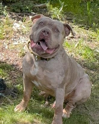 American Bully XL monta