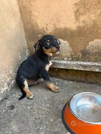 Carinissimo cucciolo simil pinscher