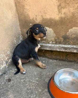 Carinissimo cucciolo simil pinscher
