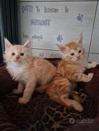 Maine coon cuccioli