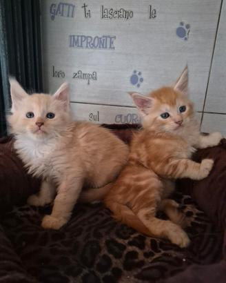 Maine coon cuccioli